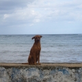 Hund auf Hafenmauer