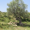 Schafe unter Olivenbaum