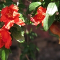 Granatapfel